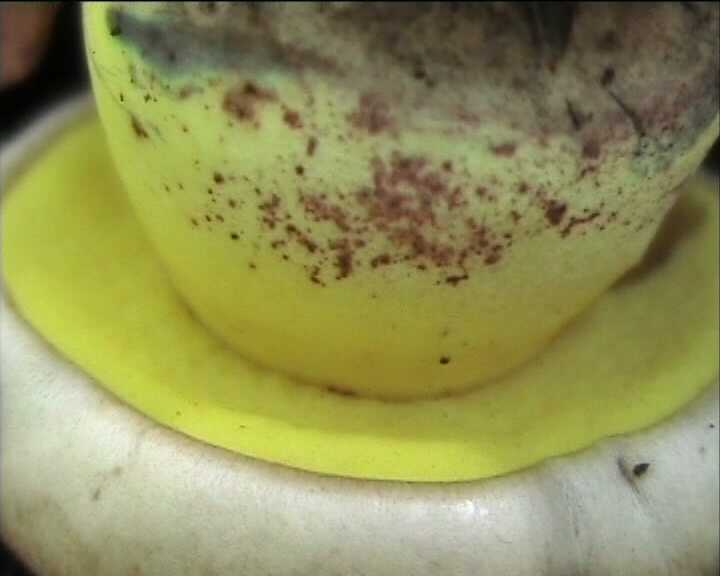 Boletus radicans   Persoon : Fr.